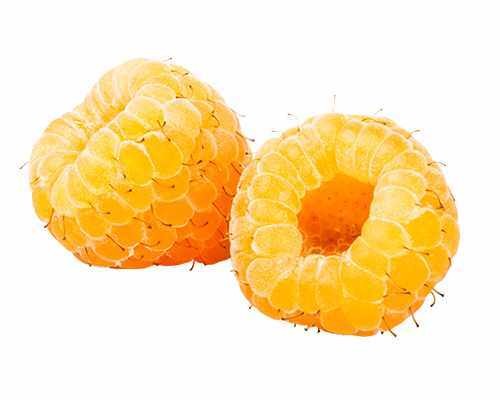 Gelbe Himbeere Rubus Idaeus 'Golden Bliss' Obst Verschiedene GrÃ¶ÃEn