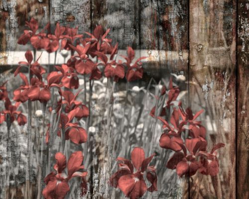 Gardens Art Photographs