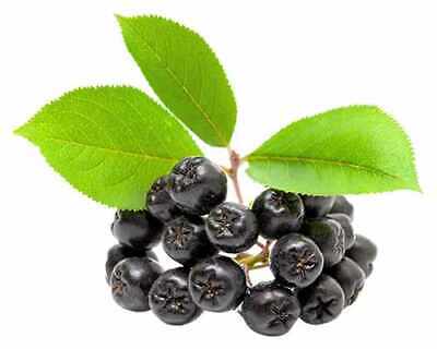 Apfelbeere 'Nero' - Aronia prunifolia 'Nero' P9 30-35 cm
