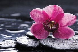 Swiss Cottage Nice Massage Weclome You Price 20 Off Massage