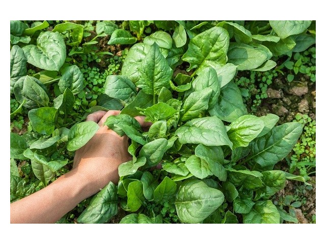 Spinach Giant Winter Organic 800 Seeds