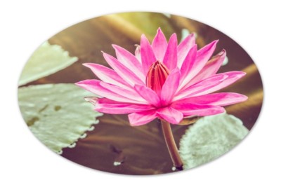 Lotus Oval Beautiful Color Car Laptop Phone Vinyl Sticker  - SELECT SIZE