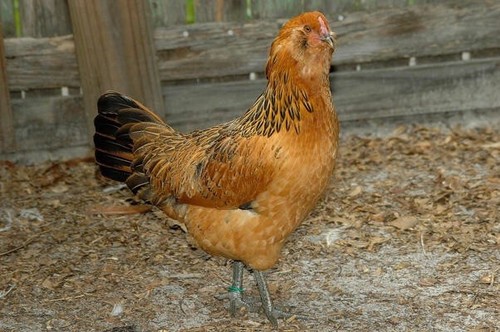 8+Americana, Rhode Island Reds, Barred Rock Fertile Hatching Eggs.