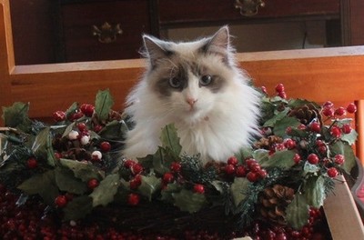 P.A.W.S. - Pound Animals Are Worth Saving, Inc.