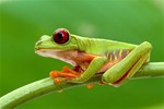 rattlefrog