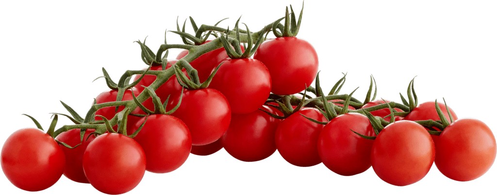 TOMATO　おまとめ商品 Buy Organic Tomato Rainbow Cherry Seed Online | McKenzie Seeds
