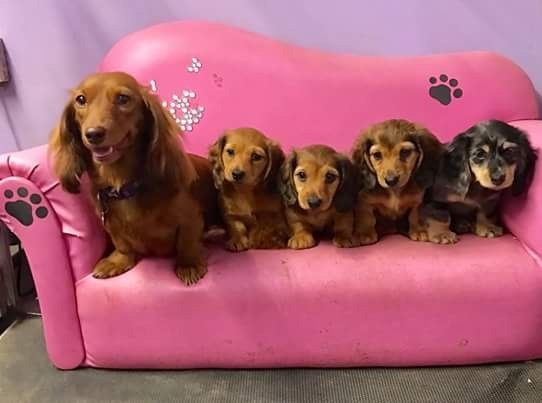 Longhaired Miniature Dachshund Puppies In Croydon London