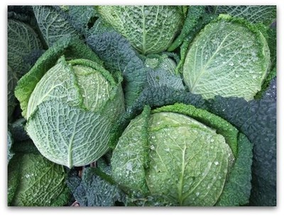 500 savoy cabbage seeds heirloom 2016 (non-gmo heirloom