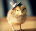 petit-poussin