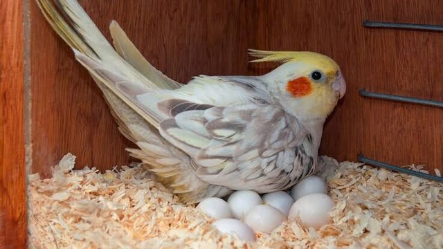 Adopting unwanted birds | Birds | Gumtree Australia Casey ...