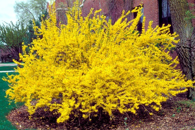 12 GOLDEN FORSYTHIA, UN-ROOTED HARDWOOD CUTTINGS