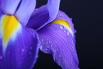 irisshophere