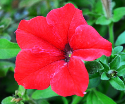 petunia seed 60 seeds red petunia hybrida beautiful flower