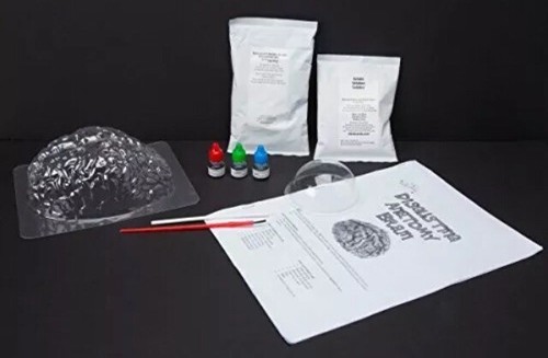 Scientific Explorer Disgusting Anatomy Brain