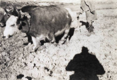 Yak ploughing George Mallory Mount Everest Expedition 1921 Old Photo