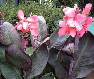 1 PINK FUTURITY CANNA LILY FLOWER BULB - Tall Exotic Tropical Brown Leaf