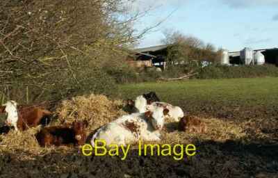 Photo 6x4 Cattle at Deal Farm Boyland Common  c2007