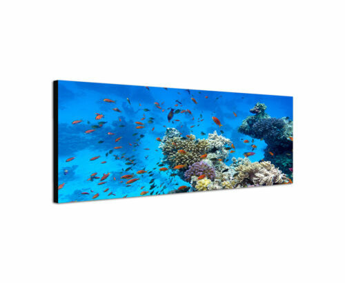 Deko-Bilder & -Drucke mit Fischen fürs Badezimmer