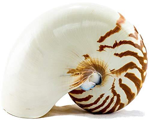 Natural Chambered Nautilus Seashell 4" to 5" | Tiger Nautilus Shell Déco