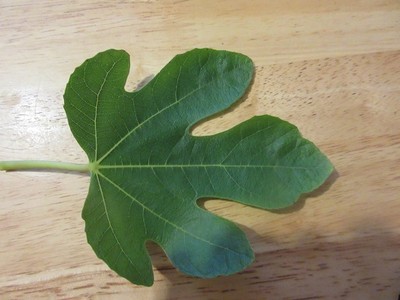  Fig tree Italian 258  - rare fig- 5 cuttings -last few cuttings