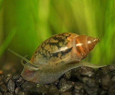 4+ tadpole snails