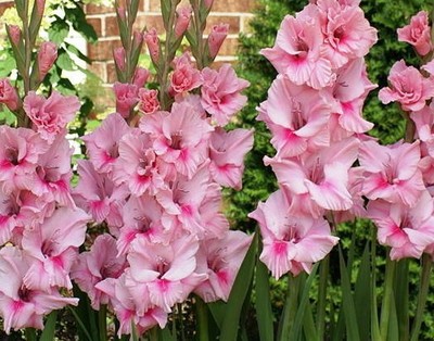 (10) Perennials Gladiolus Bulbs Spectacular Pink Mix Flower New Flower Ready