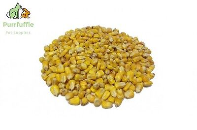 25KG PARTICLE BAIT WHOLE MAIZE SWEETCORN CORN CARP FISHING FISH SPECIAL OFFER