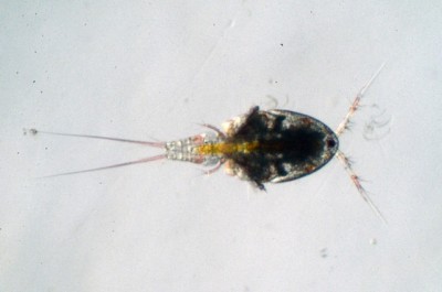Tisbe, Tig, Apo Copepods & Swamp Mix Combo FREE QUICK SHIP