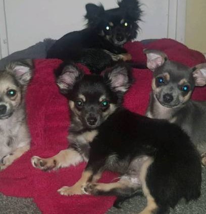 Long Haired Chihuahuas In Plymouth Devon Gumtree
