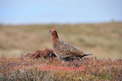 PHOTO  RED GROUSE ON BURLEY MOOR PROBABLY DUE FOR AN UNPLEASANT SURPRISE ON AUGU