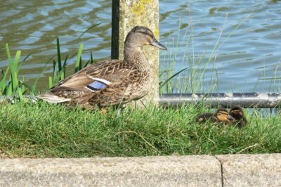 Photo 6x4 Mallard and chicks Hallaton Watching her two chicks at the vill c2007