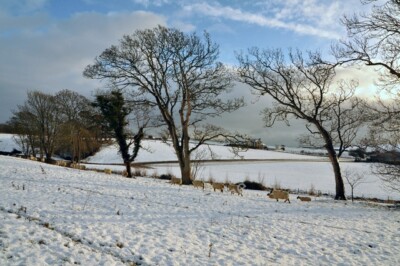 Photo 6x4 Sheep on Mill-lay Common (II) - Llantwit Major West-end Town  c2010