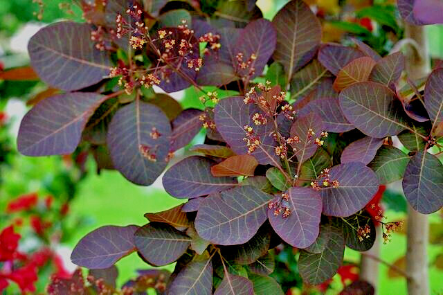 purple smoke tree 50 seeds, Cotinus coggygria,puffball flowers and purple leaves