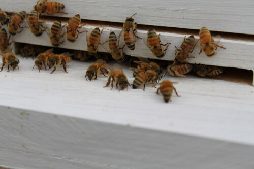 26 REAL Fresh HoneyBees 25 FRESH ITALIAN HONNY BEES     Fresh SPECIMEN INSECT