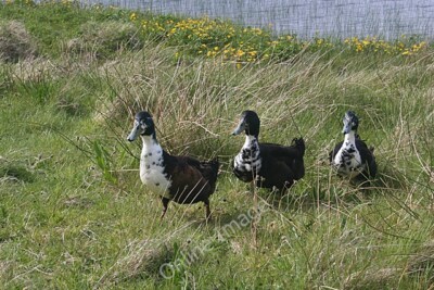 Photo 6x4 Hungry Ducks Port Mholair As I drew in to the side of the road  c2011