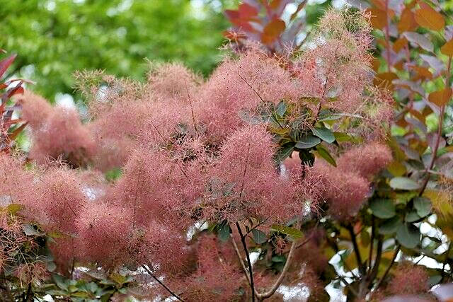 purple smoke tree 50 seeds, Cotinus coggygria,puffball flowers and purple leaves