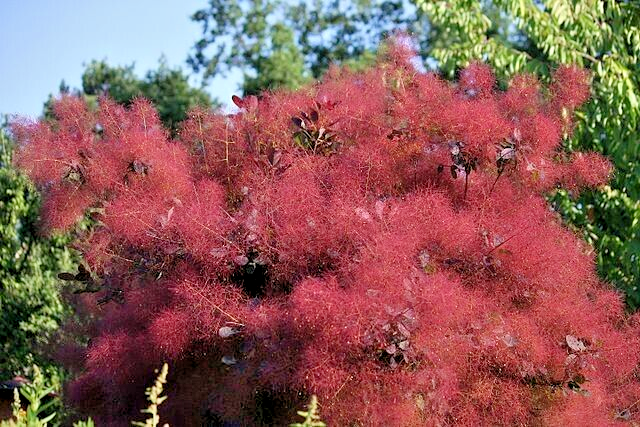 purple smoke tree 50 seeds, Cotinus coggygria,puffball flowers and purple leaves