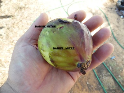 ficus carica fig World LARGEST FRUITS GOLIATH ,Giant fruits - 3 fresh cuttings *