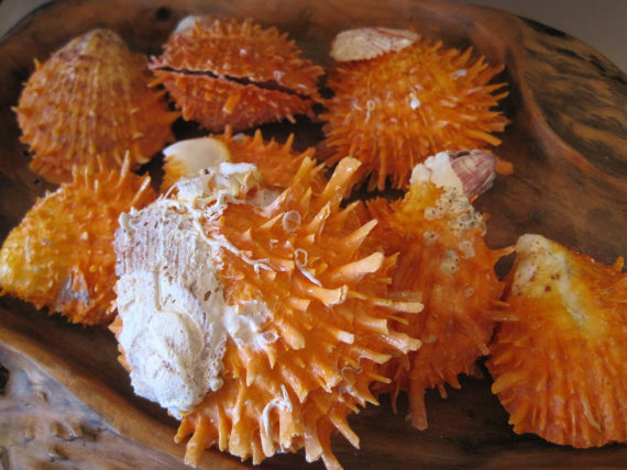 Купить Морские ежи (2) /seashell в интернет-магазине с Ebay с доставкой ...