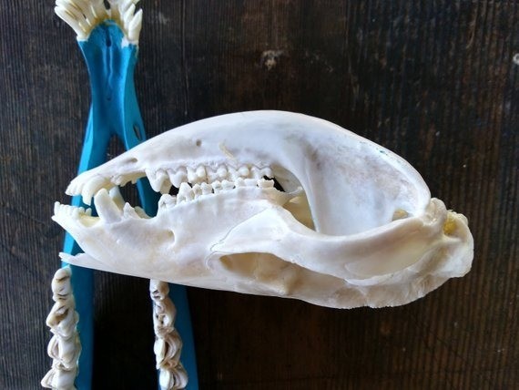Real opossum skull mount wall mount taxidermy art European skull mount Real bone