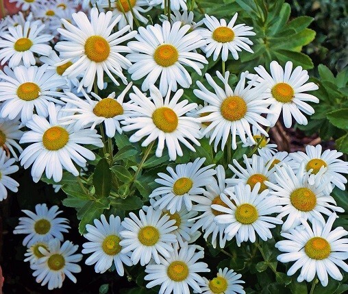 DAISY 4.75