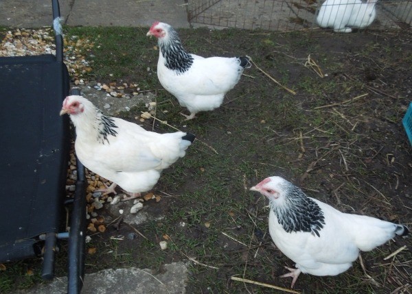Three Hens For Sale Chickens In Swanage Dorset Gumtree