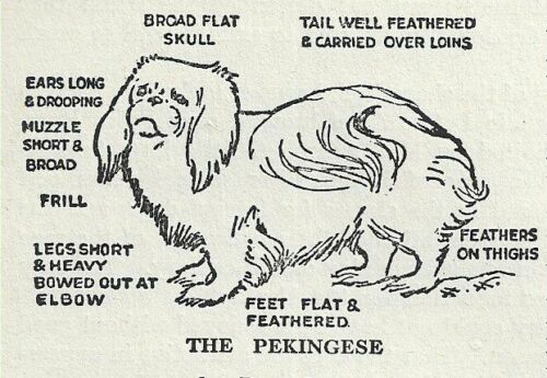 The Pekingese - CUSTOM MATTED - 1931 Vintage Dog Breed Art Print