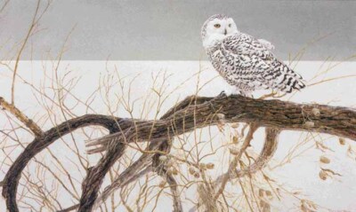 Robert Bateman - Fallen Willow - Snowy Owl - RARE P/P Lithograph - Signed - MINT