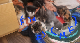 Rusisian blue×Persian kittens 