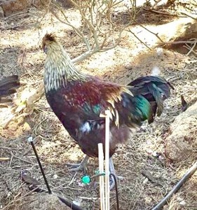 lake south wyandotte rooster cross