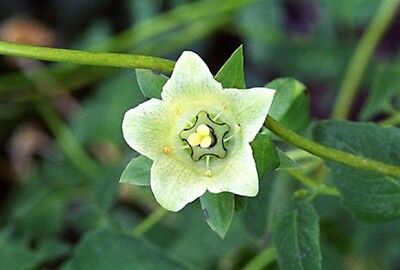 20 graines de GINSENG DU PAUVRE(Codonopsis Pilosula)H213 DANG SHEN SEEDS SAMEN 