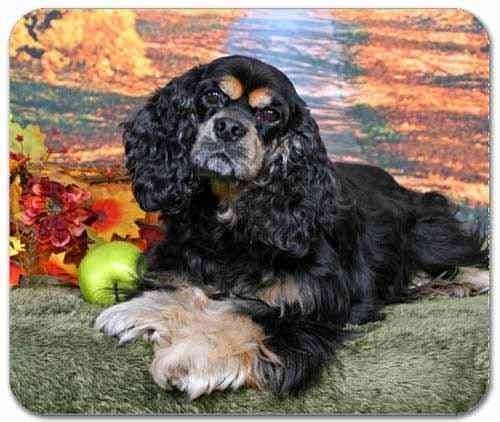 Purebred Pets 01985 kATHY WISE ダックスフンド s-l400.jpg
