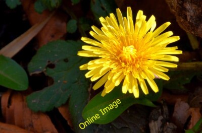 Photo 6x4 Dandelion flower, Minnowburn, Belfast - March 2014 Balmoral/J3 c2014