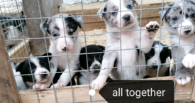 Beautiful Kc Registered Labrador Puppies In Hawick Scottish Borders Gumtree